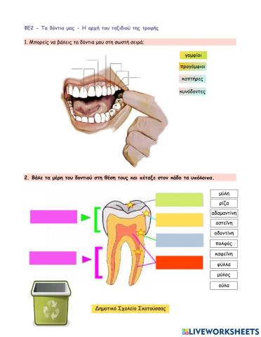 ΦΕ2 - Τα δόντια μας - Η αρχή του ταξιδιού της τροφής