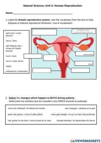 Human Reproduction Exam (AEN CLIL-ENGLISH+SPANISH))