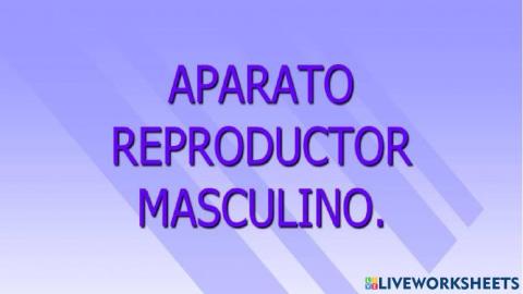 Aparato reproductor masculino