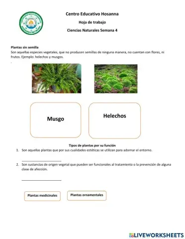 Tipos de plantas y sus partes