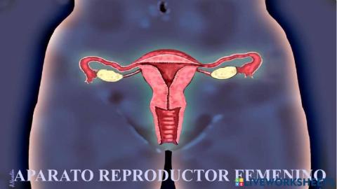 Aparato reproductor femenino II