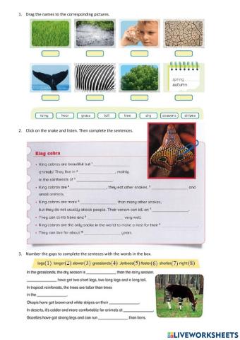 Plurals & Comparatives