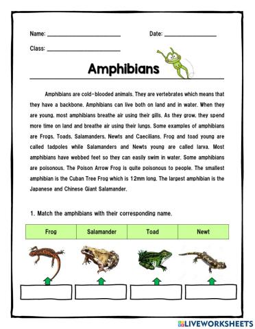 Amphibians