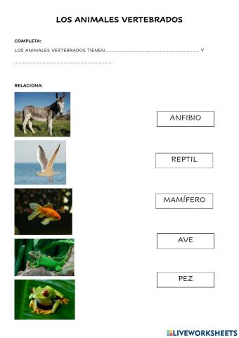 Animales vertebrados
