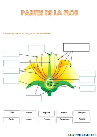Partes de la flor