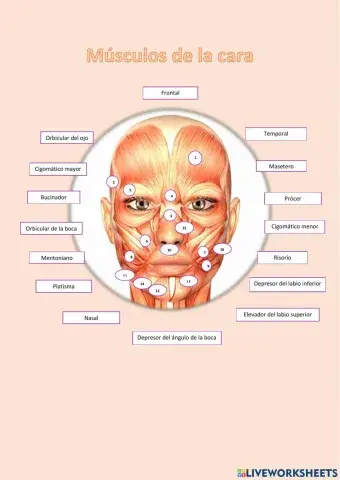 Músculos de la cara