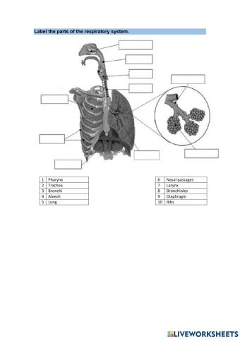 Parts of the resiratoy system
