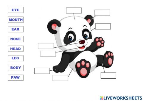 Panda body parts