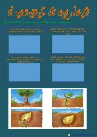 Las plantas nacen de semillas