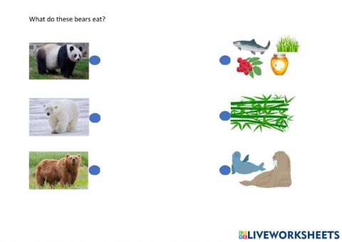 What do bears eat?