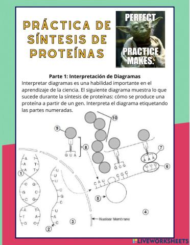 Protein Synthesis Practice SPANISH
