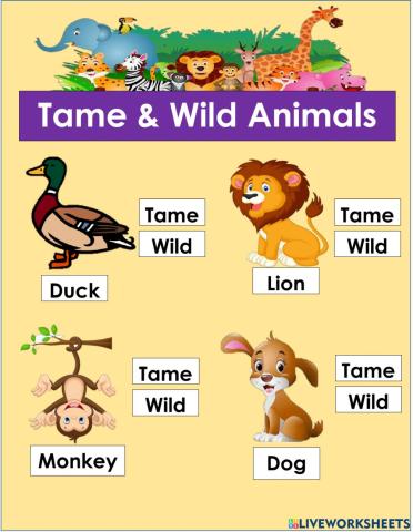Tame & Wild Animals