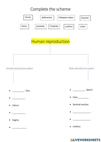 Human reproduction