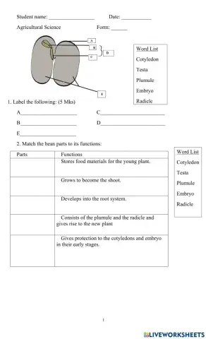Parts of a Bean Seed