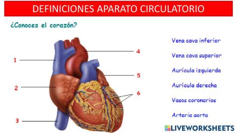 Definiciones Sistema circulatorio