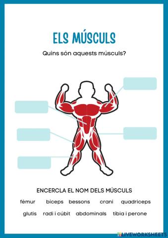 Els musculs