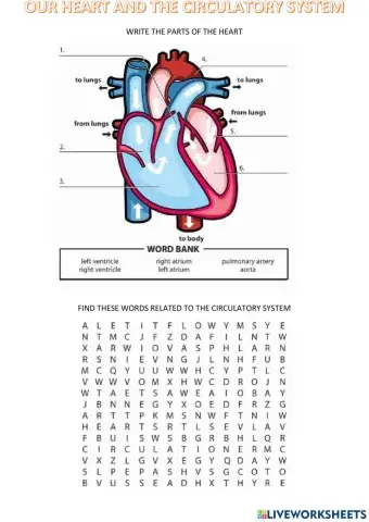 Circulatory suystem