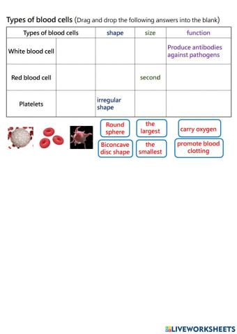 Blood cells