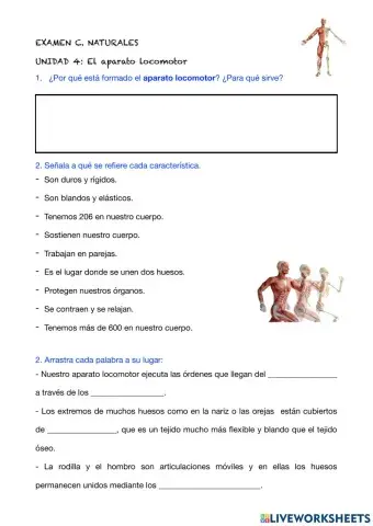 El aparato locomotor