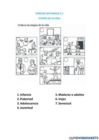 Etapas de la vida