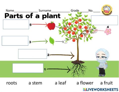 Parts of a plant