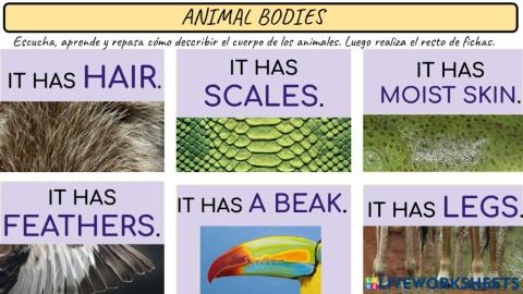 Study animal bodies