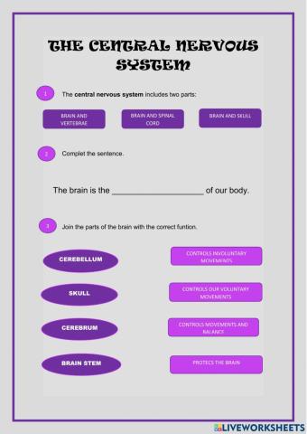 The central nervous system