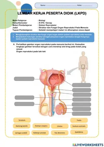 LKPD System reproduksi pada manusia