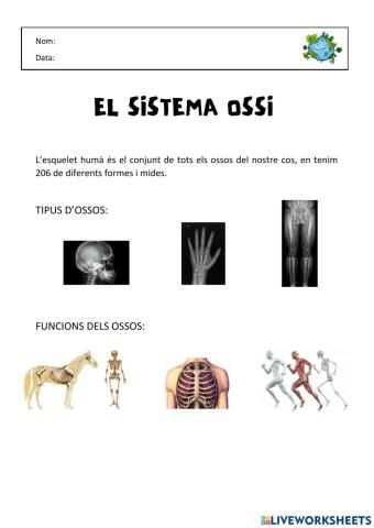 Sistema ossi