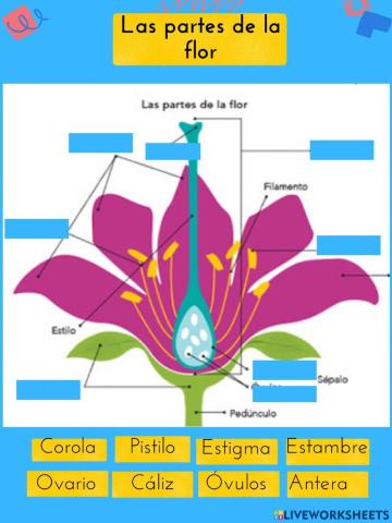 Partes de la flor