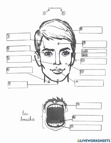 Les parties du corps de la tete et la bouche