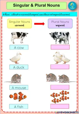 Singular & Plural
