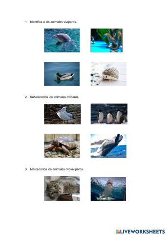 Clasificación de los animales.