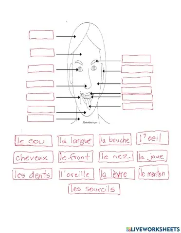 Les parties de la tete clique et drague