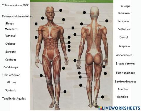 Los músculos del cuerpo humano