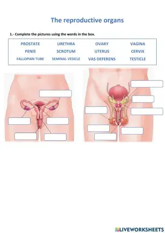 The reproductive organs