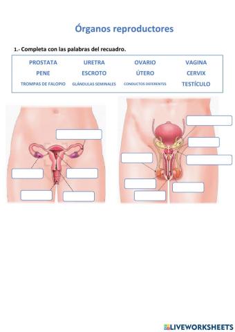 Órganos reproductores