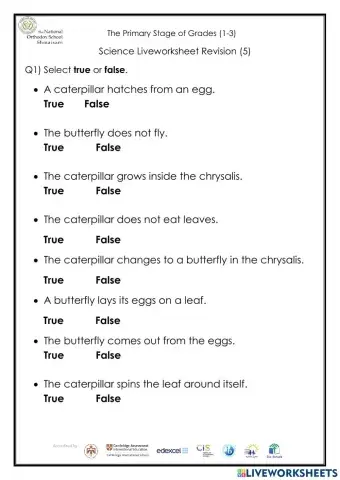 Butterfly life cycle