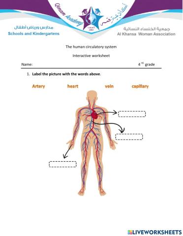 Circulatory system