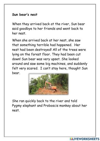 Sun bear's nest