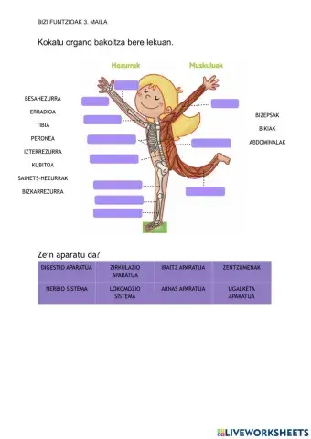 Bizi funtzioak 3. maila