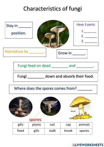 CHaracteristics of fungi