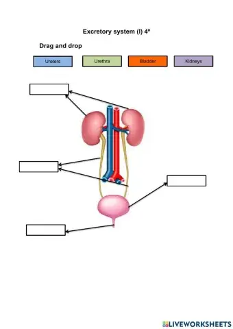 Excretory system I 4º