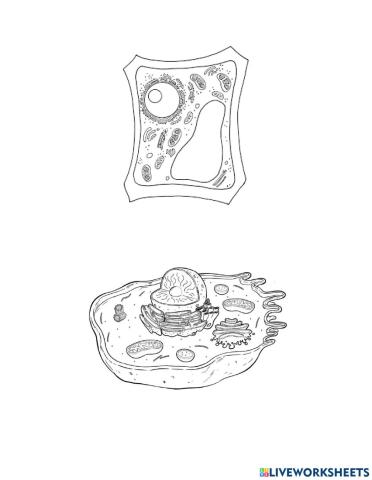 Растителна и животинска клетка