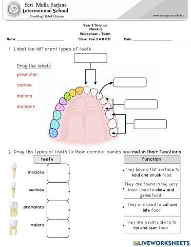 Teeth Functions