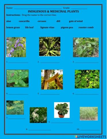 Medicinal and Indigenous Plants