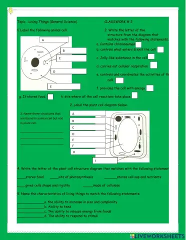 Plant vs Animals cell