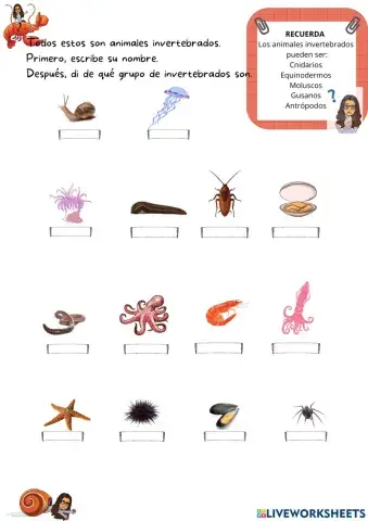 Animales invertebrados