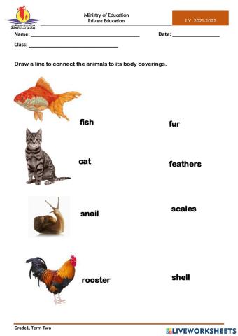 Animals Body Coverings