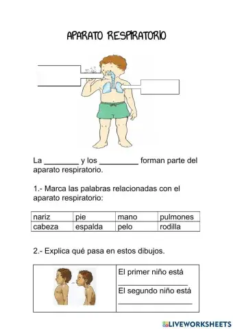 Aparato respiratorio y circulatorio